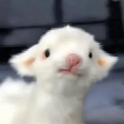 LEMB