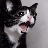 SCAT