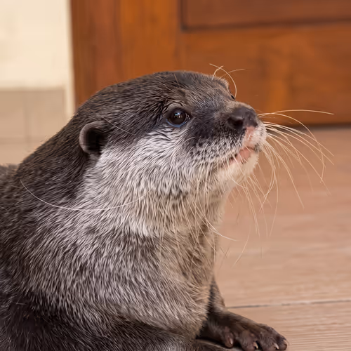 OTTERMOKA