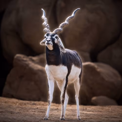 BLACKBUCK