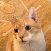 KIMCHI