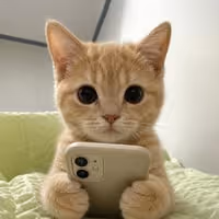 CATWIFFONE