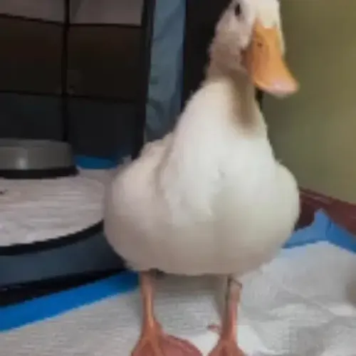 RUDY