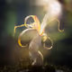 Palm Garden: Epiphyte (31/113)