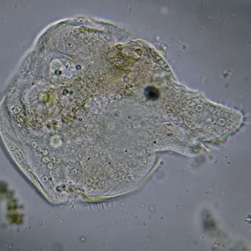 CANIMORPH