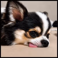 MOCHOCHO