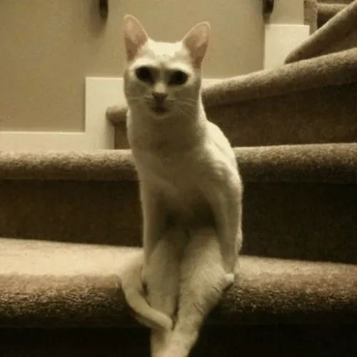 TWITCHINGCAT