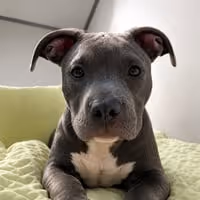 BULLY