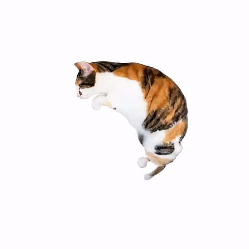 DILBER