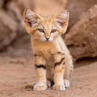 Sand Kitten · SNDK