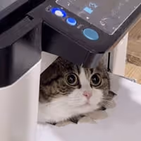 COPYCAT