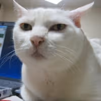 SERIOUSCAT