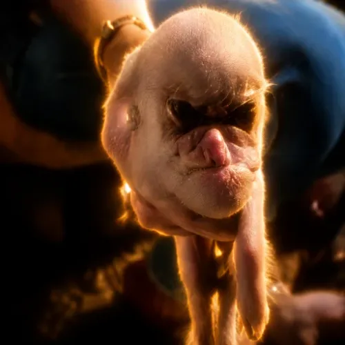 PIGMAN