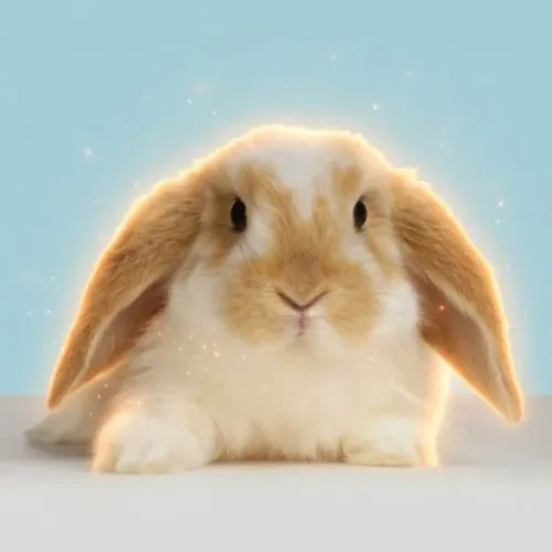 BUNNY