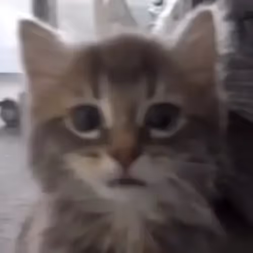 DINGUS