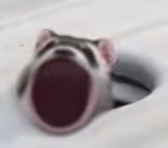 POPFERRET