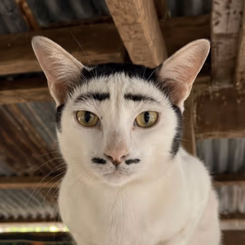 CHUDCAT