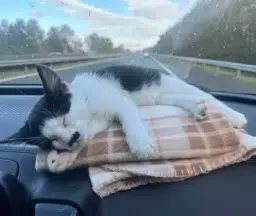 KITLER