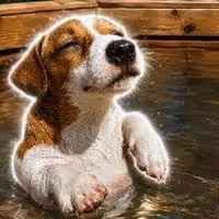 SPLASH DOG