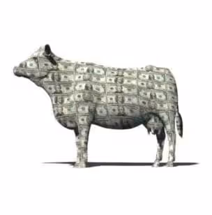 CASHCOW