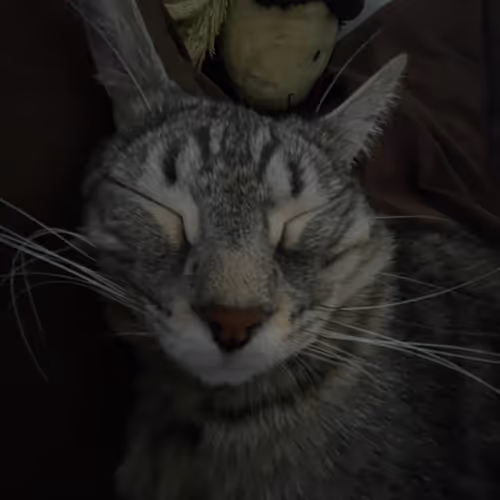 CHUDZU