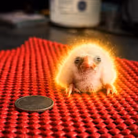 FALCON