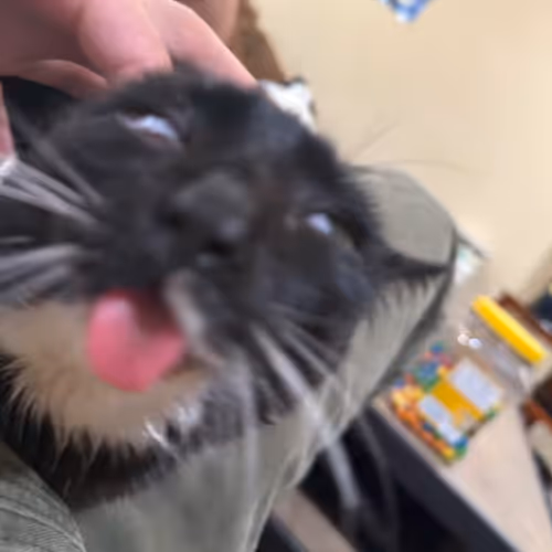 MEGATRON