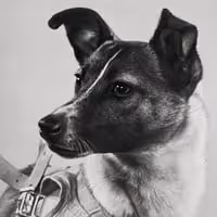 LAIKA