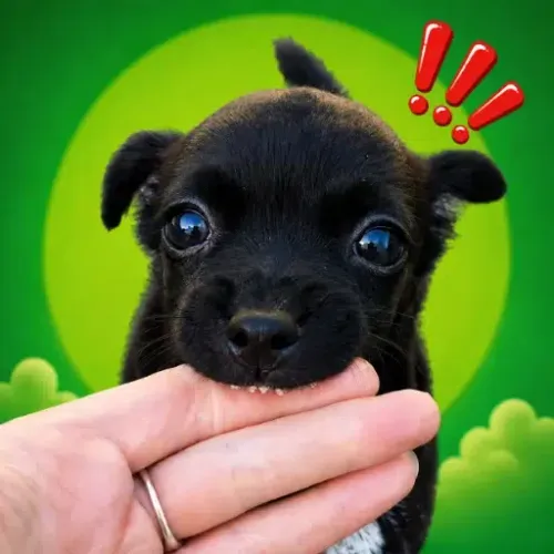 CHOMP
