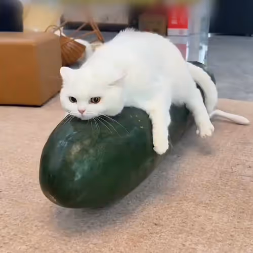 WIF