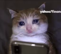 STOCKCAT