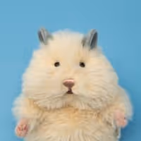 HAMUNIGIRI