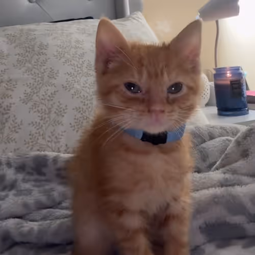 SIMBA