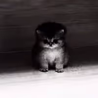 AURACAT