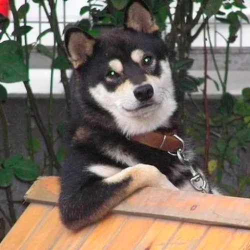 COOLDOG