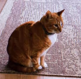 HOBBES