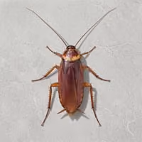 cockroach · COCKROACH