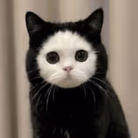 MOCHI