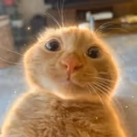 SIMBA