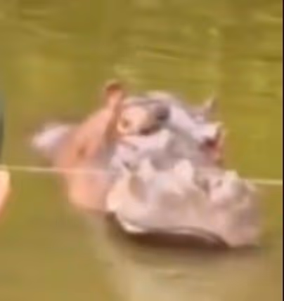 HIPPO