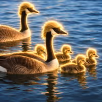 DUCKS