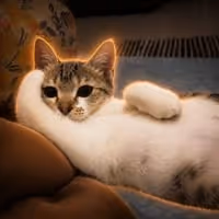 NEETCAT
