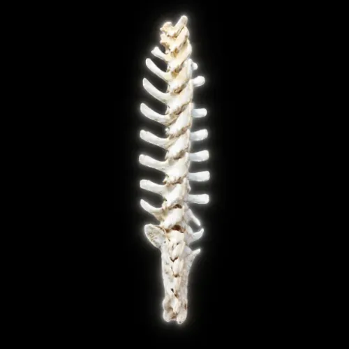SPINE