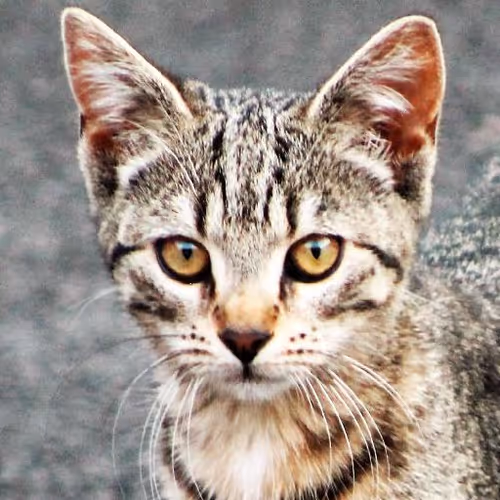 Holistic rejuvenation escapes