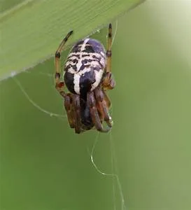 Mind-body harmony journeys