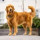 petdog