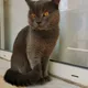 somnı cat