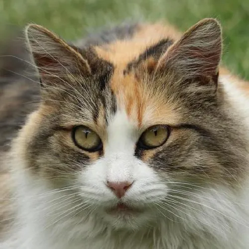 Gastronomic adventures abroad