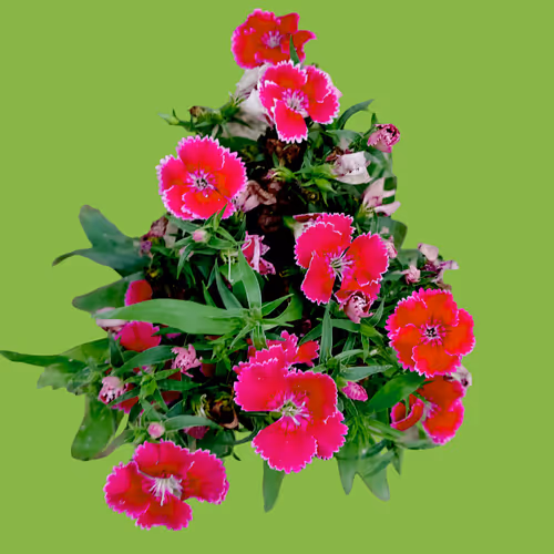 mizandon2002
