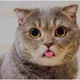 Funny cat 